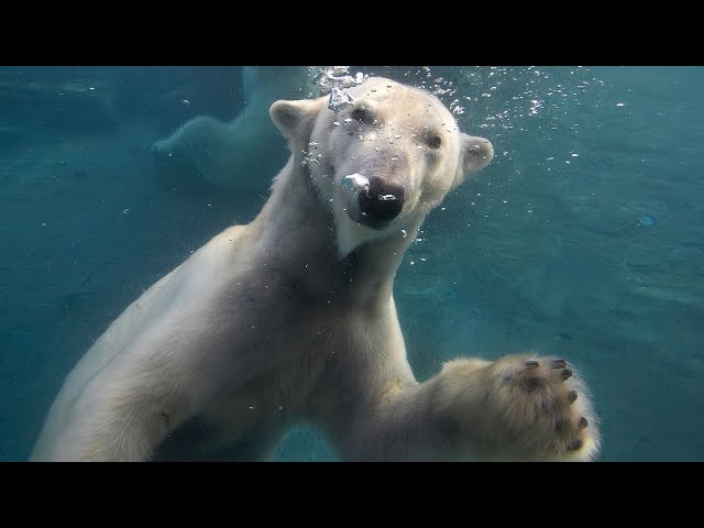 Polar Bears Play in Snow and Hunt Fish at the San Diego Zoo