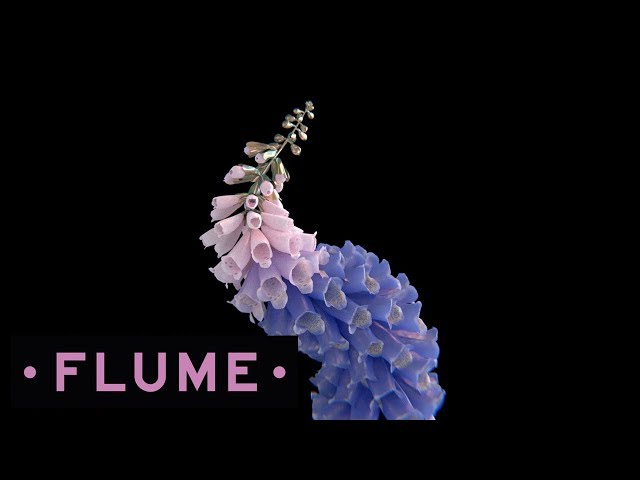 Flume - Free