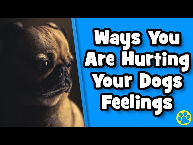 5 Ways You Are Hurting Your Dog's Feelings Without Knowing