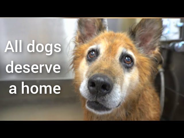Senior dog rescued from DEATH ROW | Must Watch
