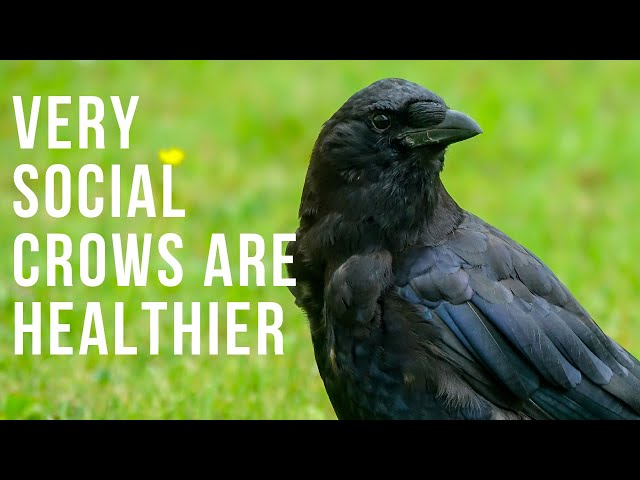 Very Social Crows Are Healthier
