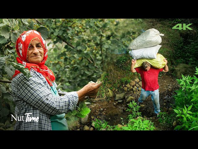 Hazelnut Harvesting Time in the Village | Documentary ▫️4K▫️