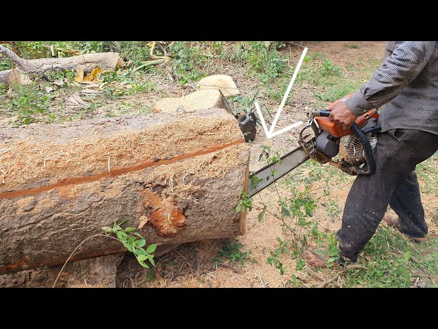 Big Mango Tree Sawing With Chainsaw STIHL MS 070 Wood Cutting Machine