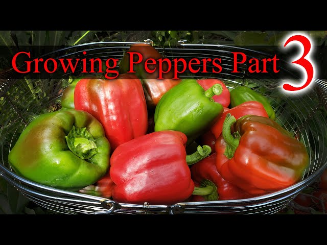 Growing Peppers Part 3 of 3 - The Definitive Guide