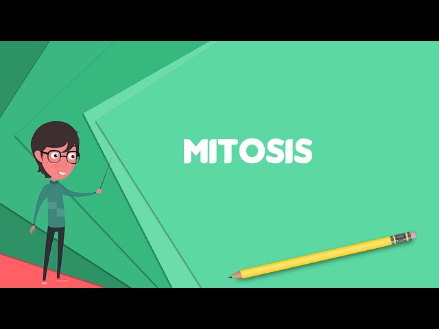 What is Mitosis? Explain Mitosis, Define Mitosis, Meaning of Mitosis