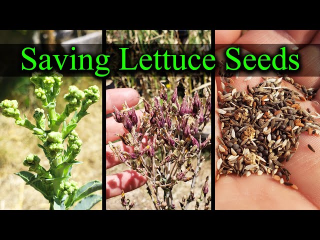 How To Save Lettuce Seeds - Garden Quickie Episode 14