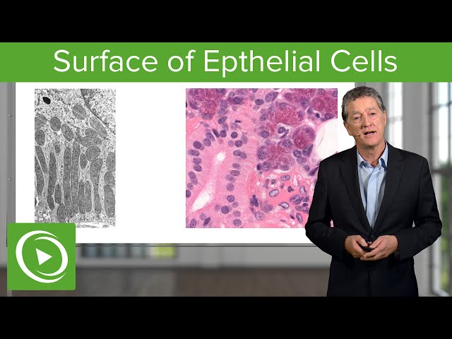 Epithelial Cells: Surface & Infoldings – Histology | Lecturio