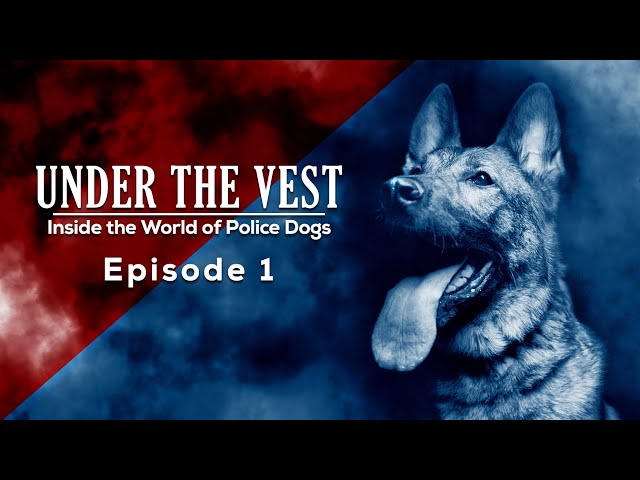 Episode 1 - Under The Vest: Inside the World of Police Dogs