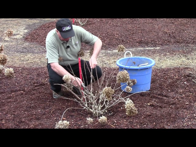 How To (or Should You ? ) Prune Hydrangeas in Early Spring