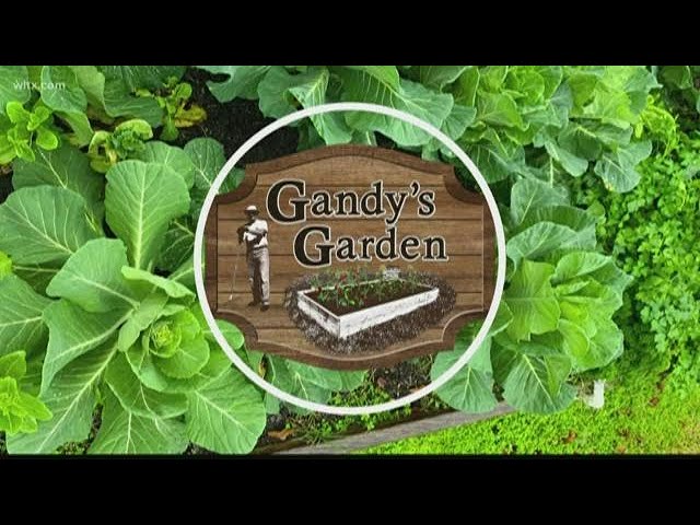 Gandy's Garden: How to protect your plants from the summer rain and humidity