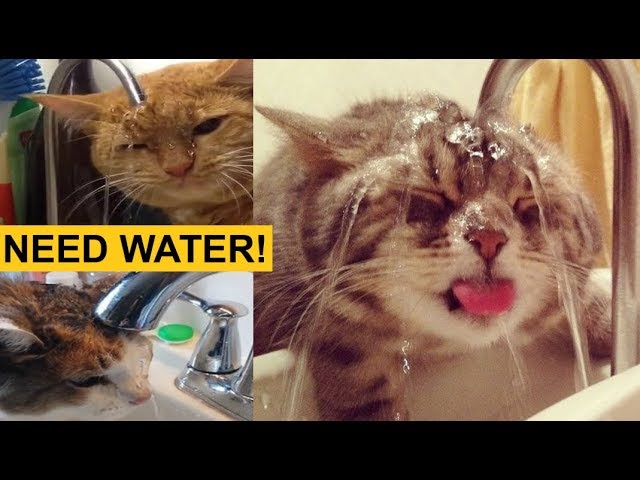 THESE CATS ARE BROKEN! (Ultimate Funny TikTok Animal Memes Compilation)