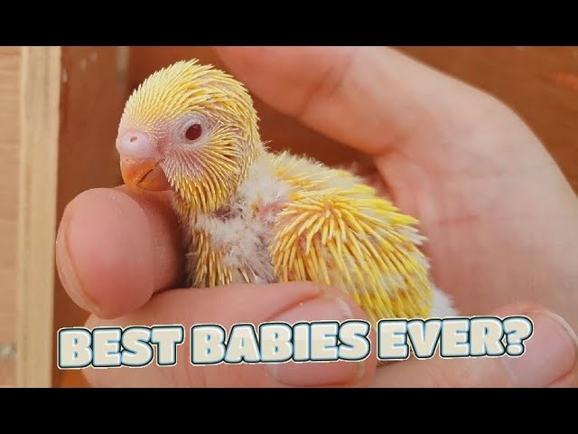 Budgie Breeding Update 8th August 2019 - Best Babies Ever
