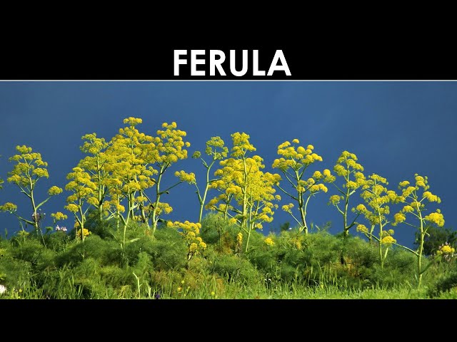 VErba Volant - Ferula, una pianta mitica
