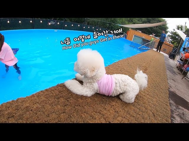 The Bichon babies went swimming for the first time