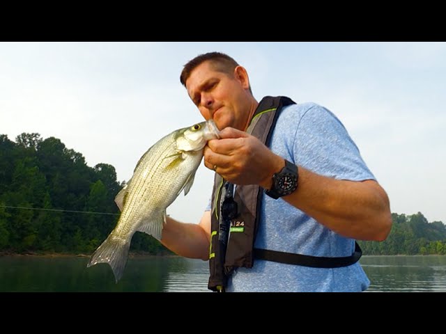 White Bass in the "jumps" on Nolin Lake