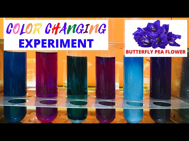 COLOR CHANGING EXPERIMENT | BUTTERFLY PEA FLOWER AS A NATURAL pH INDICATOR | ACID-BASE INDICATOR |