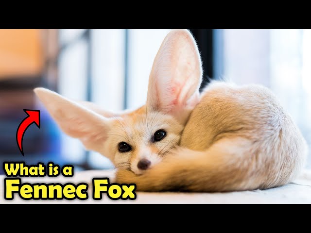 What is a Fennec Fox? Amazing Facts About The Fennec Fox!