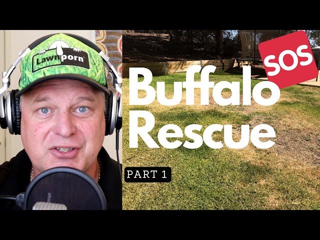 Buffalo Rescue Part 1