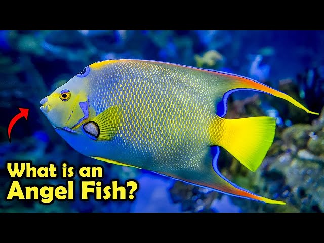 17 Reasons Why You Need An Angelfish In Your Life!