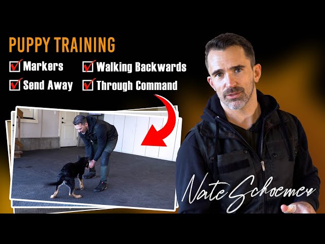 From Backwards Walking to the Send Away Command: A Game-Changer in Dog Training