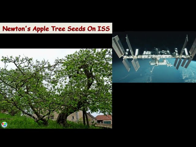 Newton's Apple Tree Seeds On ISS | The World's Most Famous Apple Tree