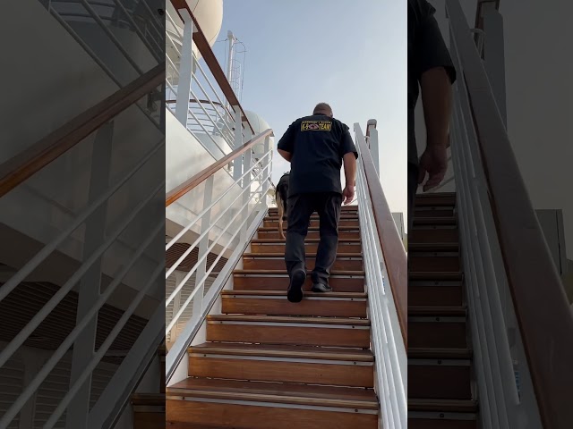 🦮Drug dogs on a ship‼️ First time we’ve EVER seen K-9 unit on patrol on a ship‼️ #carnivalcruise