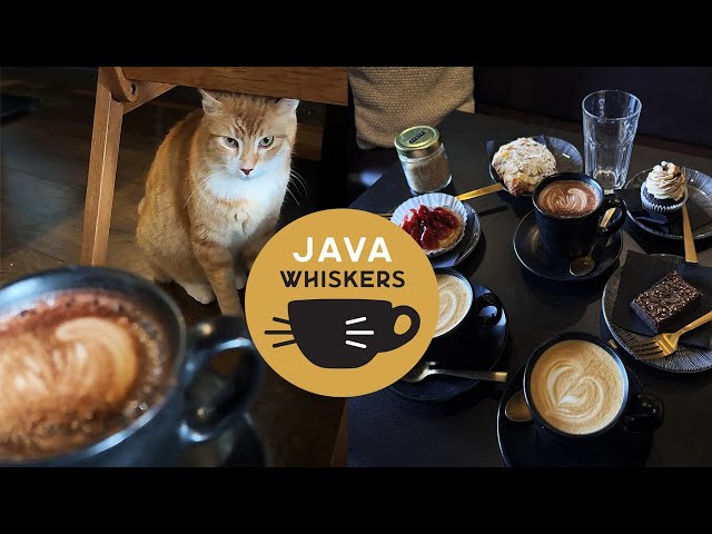 CAT CAFE - unique relaxing experience in London | Java Whiskers