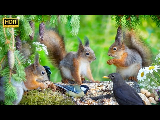 Cat TV 😸 Oh, Those Silly Baby Squirrels🐿️🤪 Close-Up Squirrels for Dogs to Watch 🐩 4K HDR 10hrs
