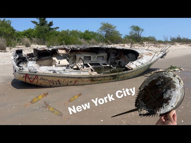 Exploring New York City! Ship wrecks and horseshoe crabs
