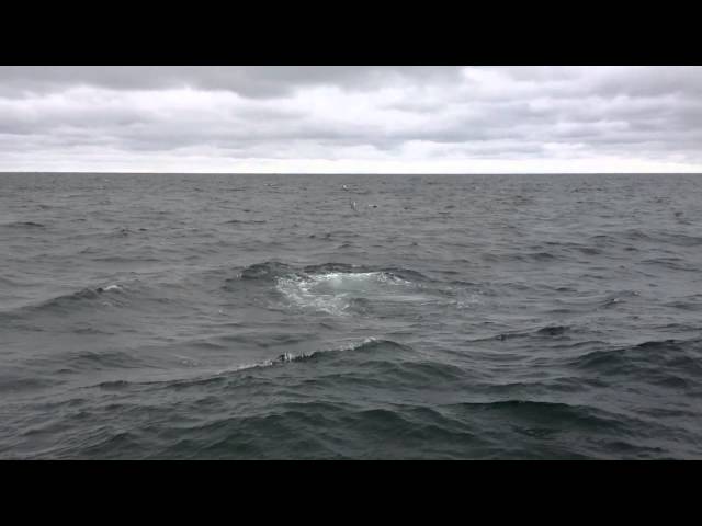 Humpin' Whales In Iceland!