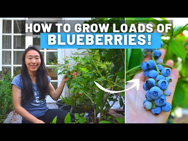How to grow blueberries the easy way! PH testing, soil, repotting, our fav varieties to grow