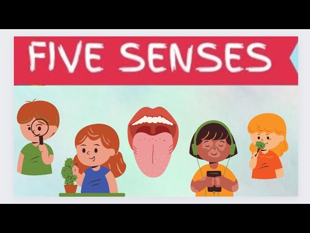 My five senses|senses name|kids_learning_zone101. Please do subscribe this channel.