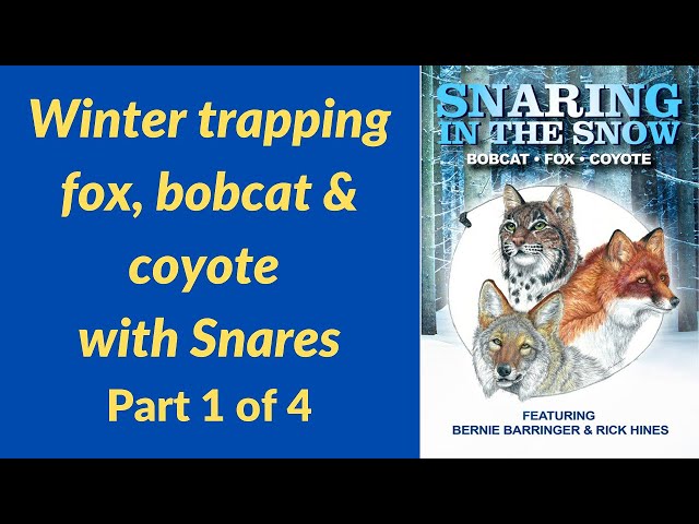 Snaring in the Snow - part 1 of 4