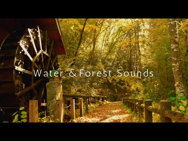 No Music - Pure Nature Sounds with Peaceful Fall Forest and Watermill #ForestSounds #NoMusic #Relax
