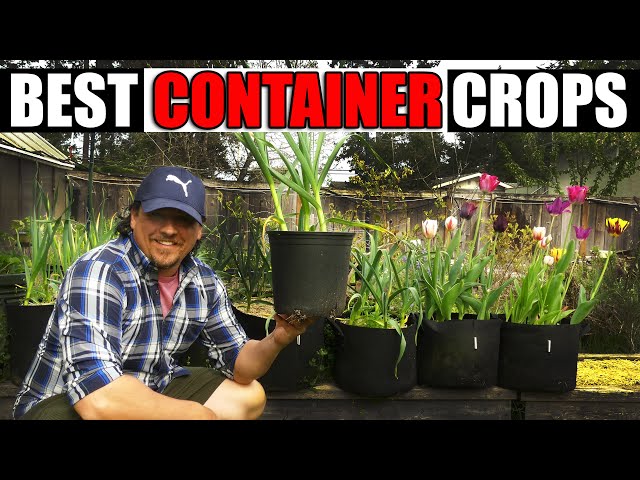 Top 7 Container Veggies For Beginners - Garden Quickie Episode 142