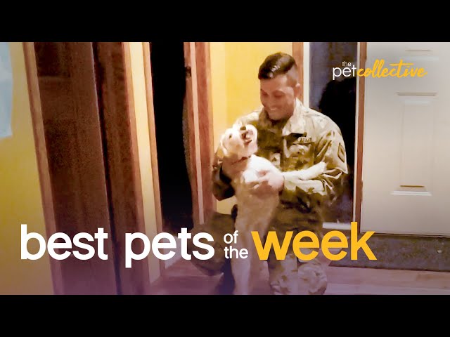 The Ultimate Reunion For Pets and Their Pet Parents | Best Pets of the Week