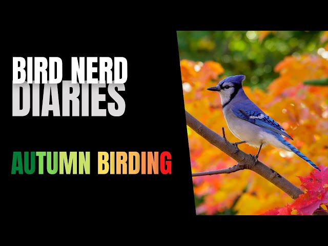 Autumn Birding | Bird Nerd Diaries