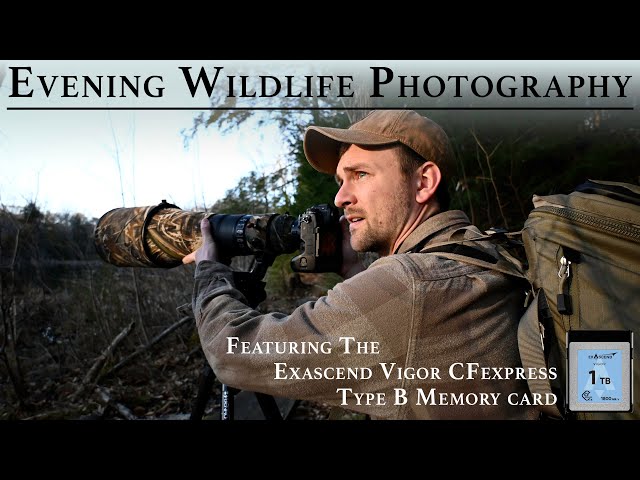 Evening Wildlife Photography | Featuring the Exascend Vigor CFexpress Type B Memory Card | Nikon Z9