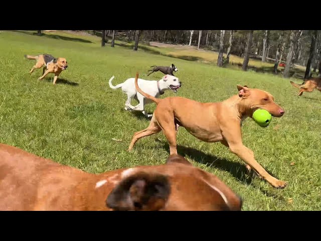 Relaxing Video of Dogs Running in Big Open Field | The Farm