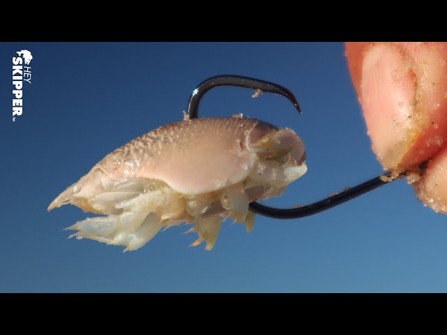 BEST FREE BAIT! Hand Catching Scavenged Bait on the Beach