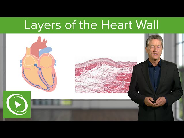 Layers of the Heart Wall  – Histology | Lecturio