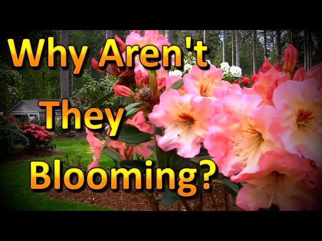 Why aren't My Flowers Blooming?  Gardening Tips and Ideas!