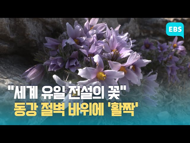 “사진작가들이 출사하는 꽃이라고?” 정선동강할미꽃 축제 22일 개막 / EBS고향사랑뉴스