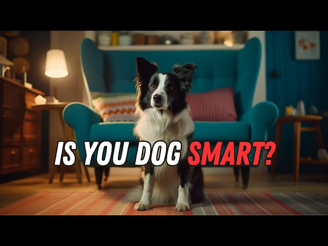 5 Signs Your Dog is Smarter Than You Think