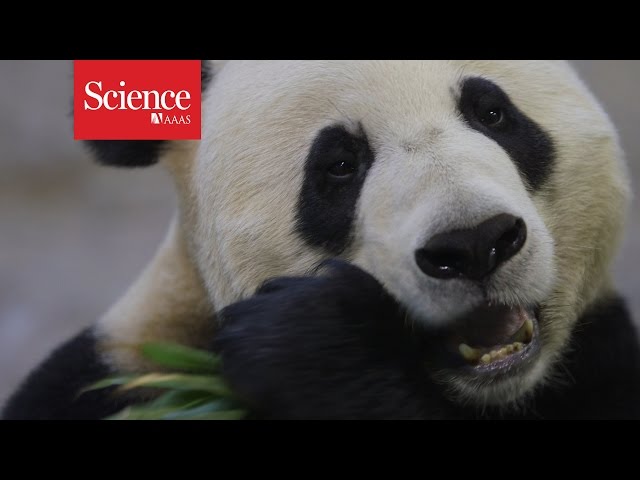 Pandas slow down to save energy
