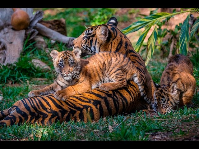 Endangered Sumatran Tiger Cubs Debut