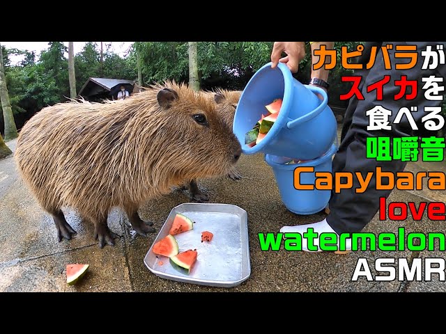 Capybara love watermelon ASMR