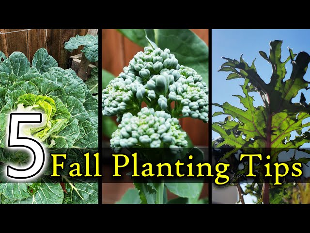 5 Tips For Fall Planting