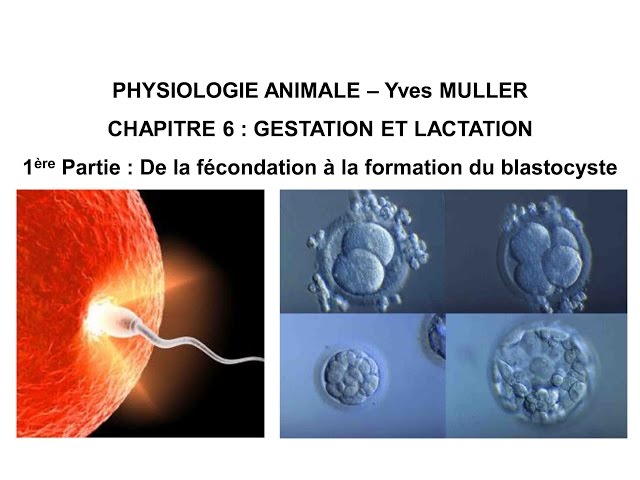 Chapitre 6-1 De la fécondation à la formation du blastocyste