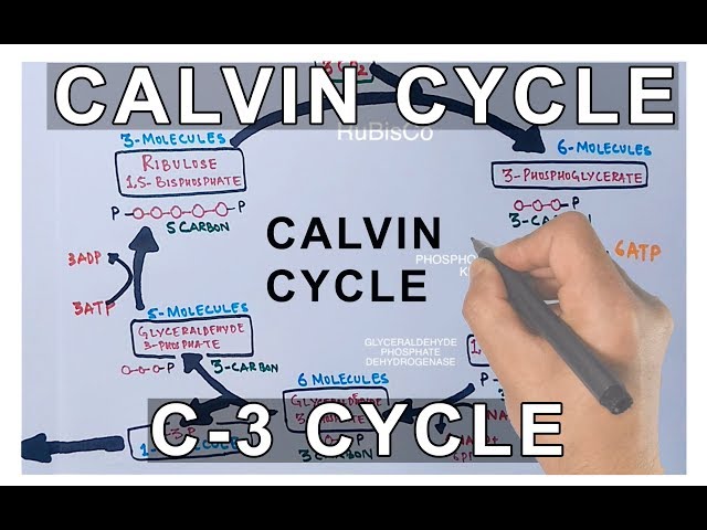 Photosynthesis - Calvin Cycle